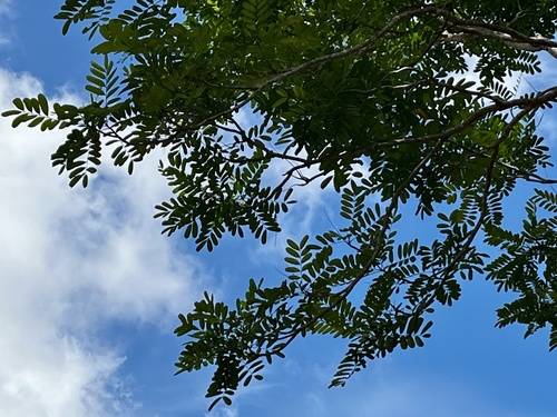 Foto de Marupá