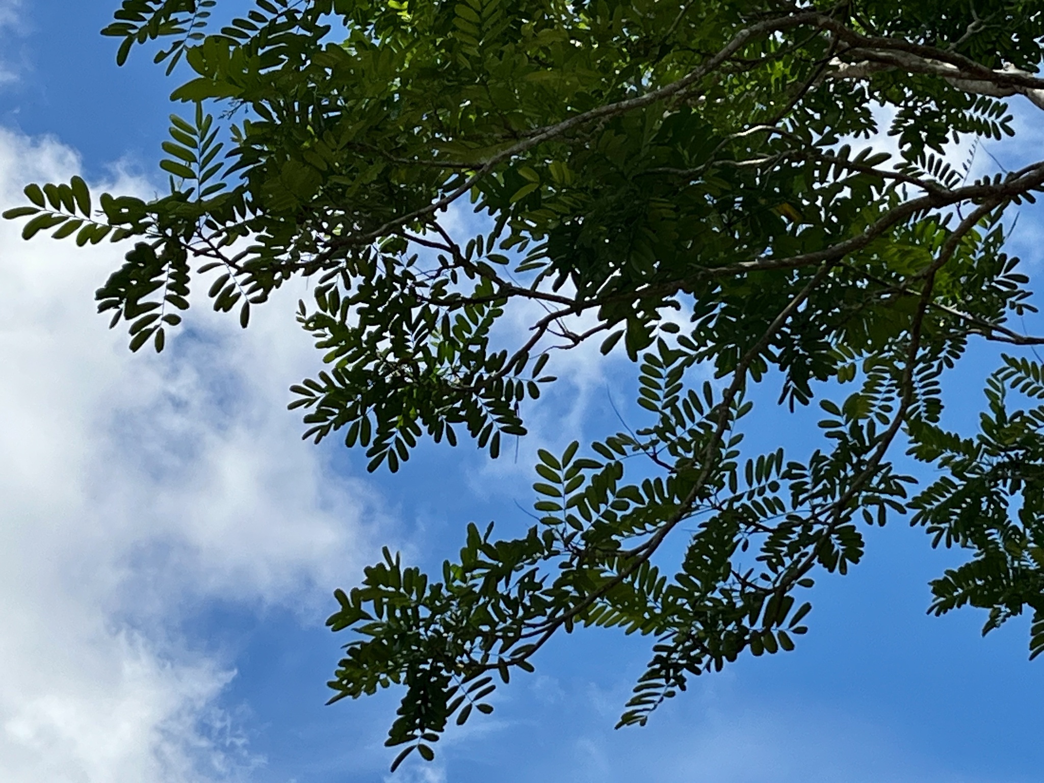 Imagem de Marupá