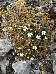 Cherleria arctica