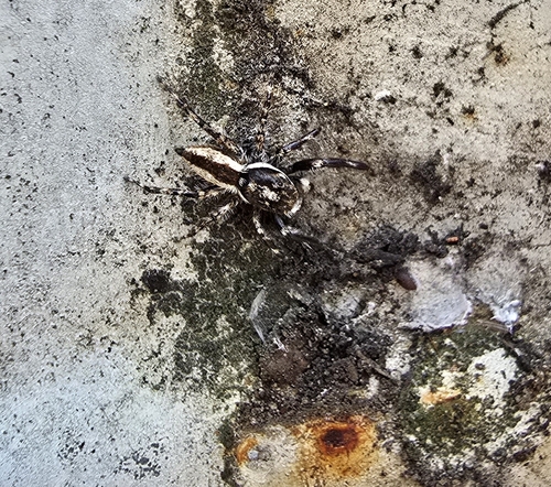 Gray Wall Jumping Spider