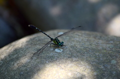 Heliogomphus retroflexus