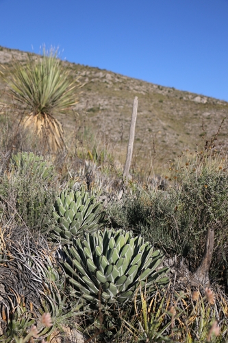Agave nickelsiae
