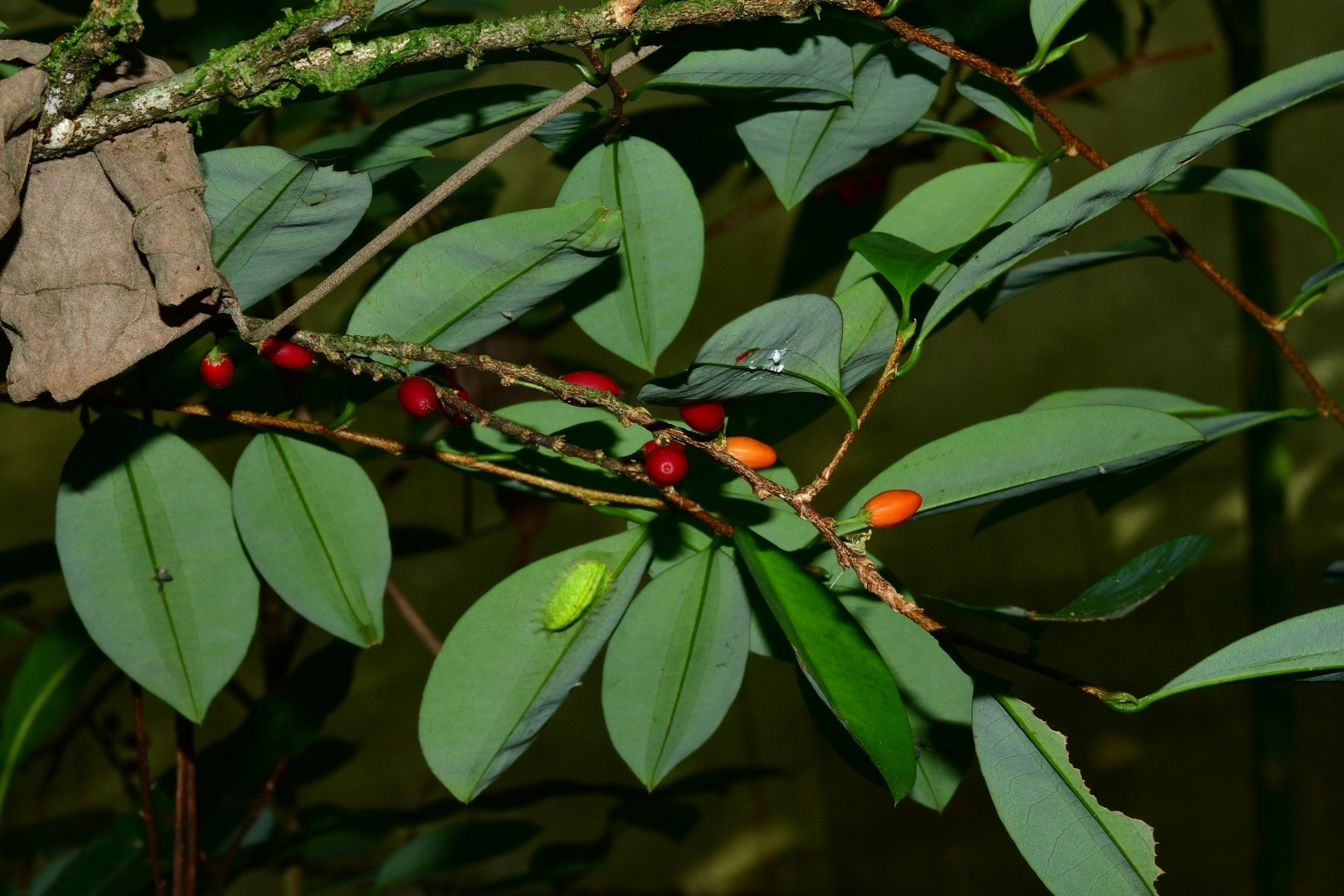 Imagem de Coca