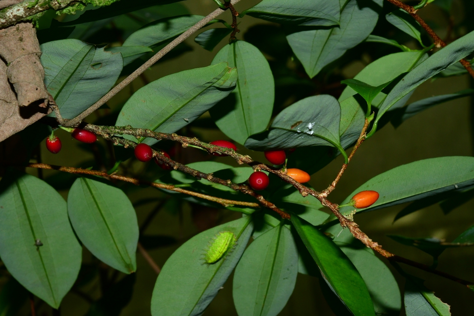 Imagem de Coca