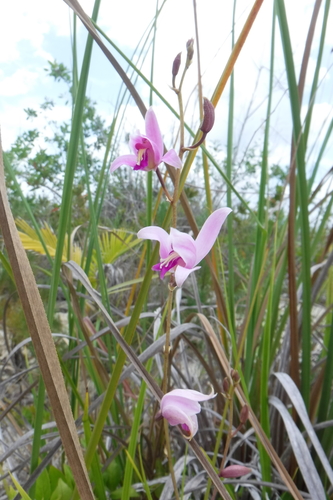 Orquídea Púrpura (Bletia purpurea) · NaturaLista Mexico