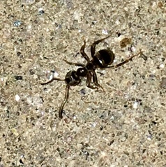 Lasius niger