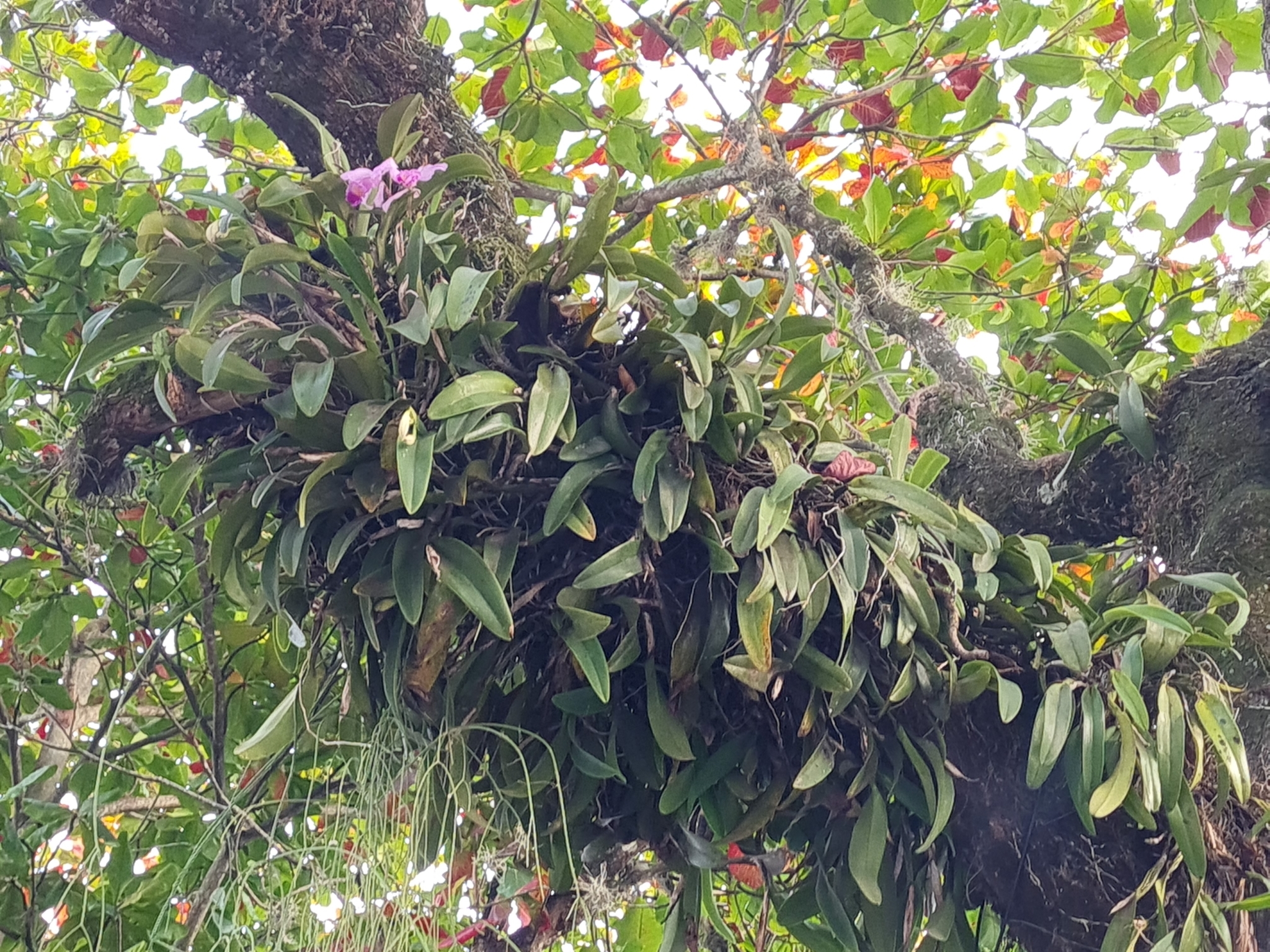 Imagem de Orquídea Nacional
