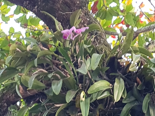 Orquídea Nacional