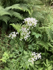 Valeriana officinalis sambucifolia