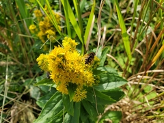 Helophilus obscurus