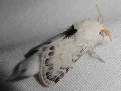 Apotolype brevicrista