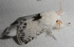 Apotolype brevicrista