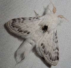 Apotolype brevicrista