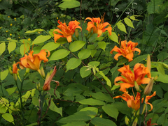 Hemerocallis fulva kwanso