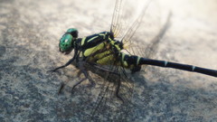 Heliogomphus retroflexus