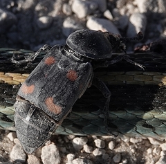 Nicrophorus carolina