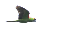 Rhynchopsitta terrisi