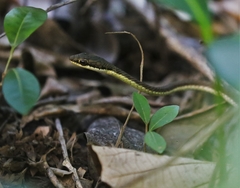 Dendrelaphis inornatus