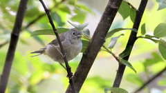 Leiothlypis crissalis