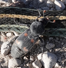 Nicrophorus carolina