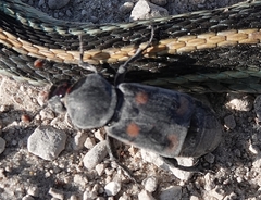Nicrophorus carolina