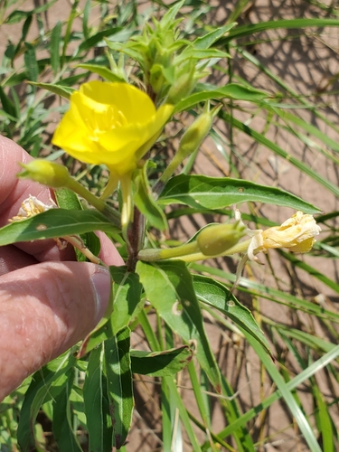 Image of Oenothera parviflora by (c) Bob Miller, some rights reserved (CC BY)