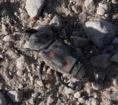 Nicrophorus carolina