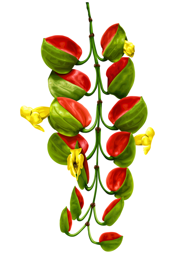 Bicolor Clockvine