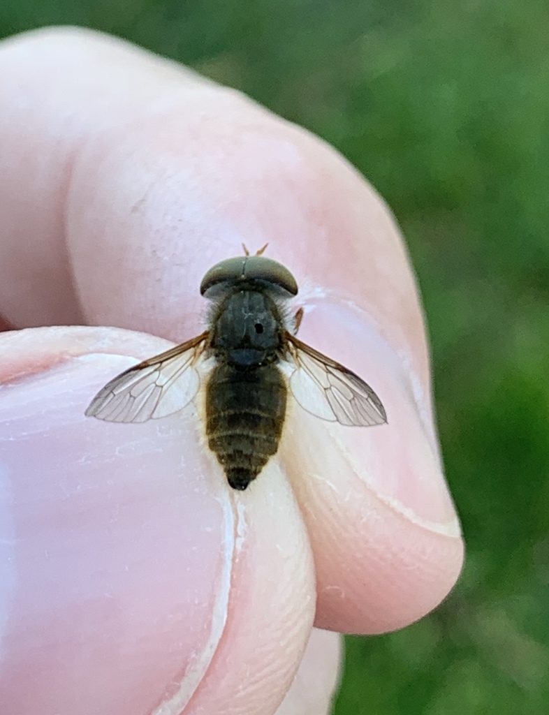 Atylotus sphagnicola