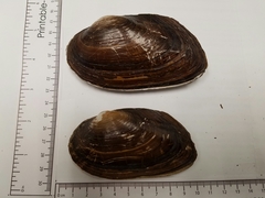 Uniomerus tetralasmus