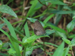 Hermeuptychia sosybius