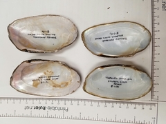 Uniomerus tetralasmus