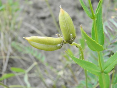 Astragalus sheldonii