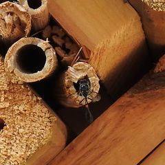 Trypoxylon collinum rubrocinctum