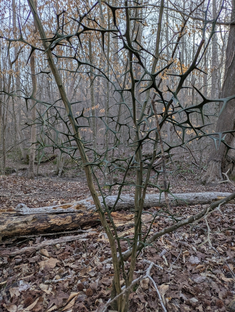Citrus trifoliata, Roswell, GA 30075, USA