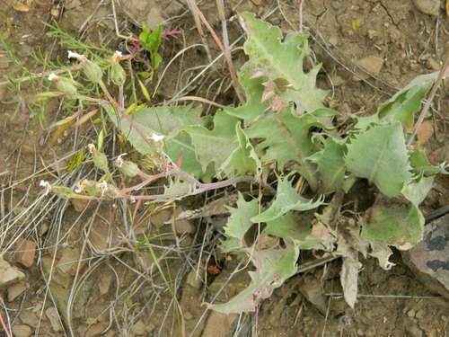 Crepis bakeri ssp. idahoensis