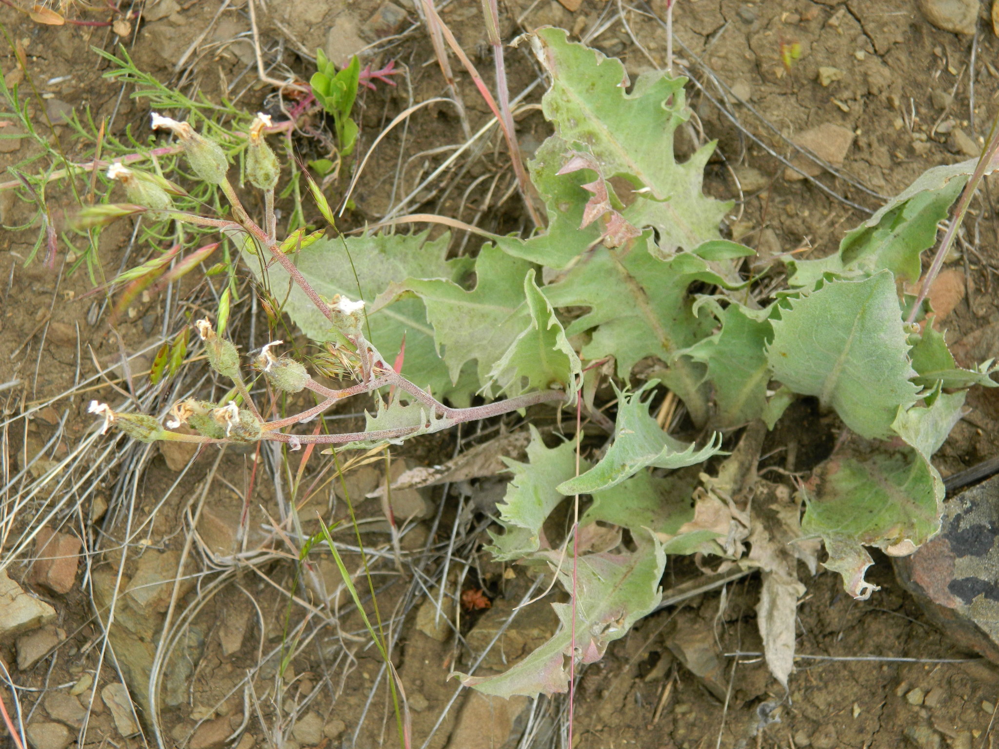 Crepis bakeri ssp. idahoensis