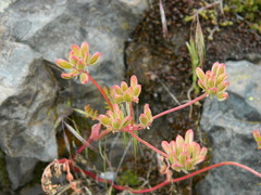 Lomatium cous