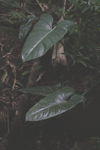 Philodendron hastatum, photograph 2