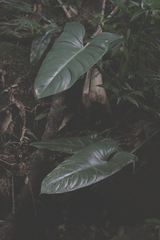 Philodendron hastatum, photograph author not stated, no rights reserved