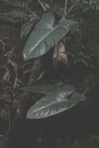 Philodendron hastatum, photograph 3