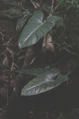 Philodendron hastatum, photograph author not stated, no rights reserved