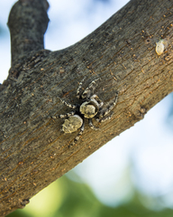 Phidippus carolinensis