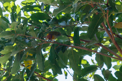 Hemithraupis ruficapilla