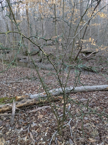 Citrus trifoliata