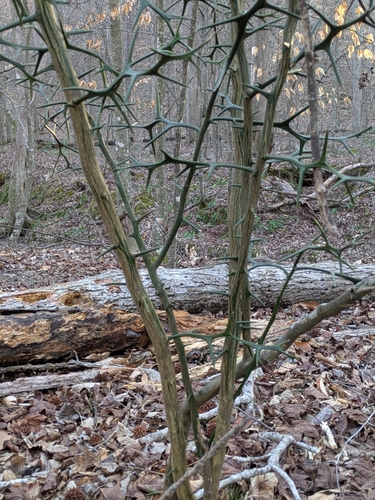 Citrus trifoliata