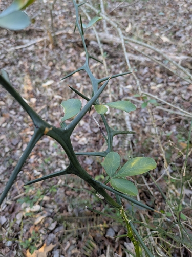 Citrus trifoliata