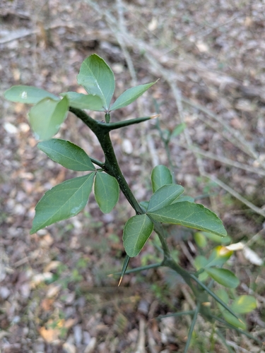 Citrus trifoliata