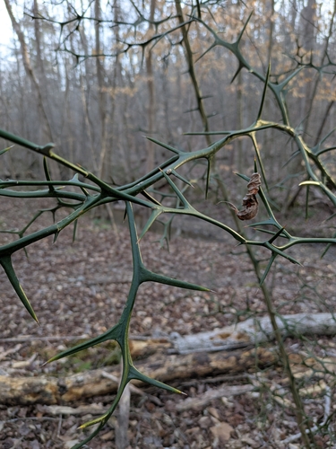 Citrus trifoliata