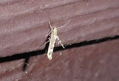 Stathmopoda plumbiflua